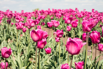 Group of pink tulips in the park.
