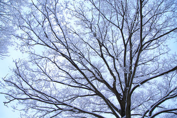 Fototapeta na wymiar Snow covered tree branches