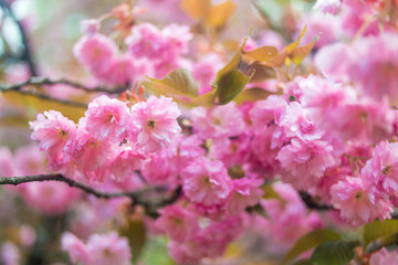 Sakura. Cherry Blossom in Springtime.