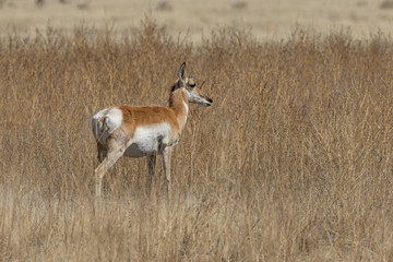 Pronghorn Antelope Buck on the Prairie