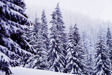 Obraz premium Huge fir trees covered with snow on the mountain slope