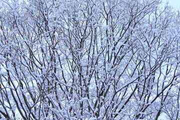 Snow covered tree branches