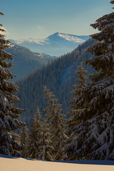 Huge pine trees covered with snow on the background of wooded hills