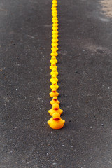 アヒルの大行進