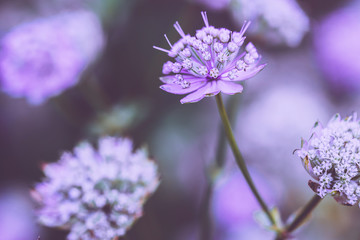 Big pink flower. Nature wild beautiful flowers plant in field outdoor. Macro closeup photo