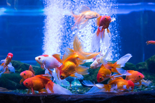 A Lot Of Goldfish In The Aquarium