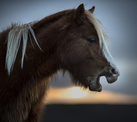 Yawning Pony