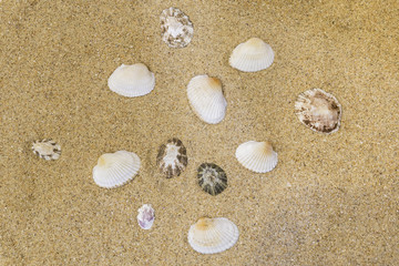 Fototapeta na wymiar shell background on the yellow sand of the beach 
