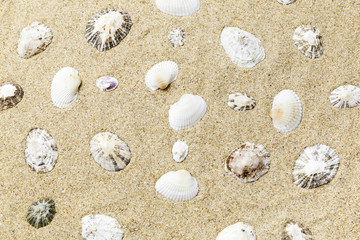 shell background on the yellow sand of the beach
