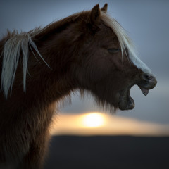 Yawning Pony 2
