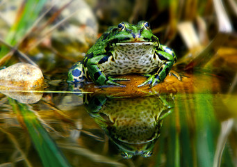 Frosch