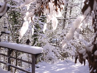 Winter im Garten