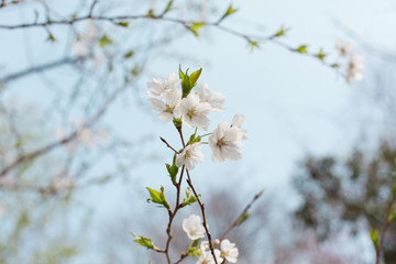 桜の花と葉