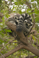 Fototapeta premium couple of lemur in nature