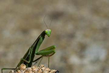 Mantis, close up on a light background natural