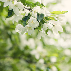 Obraz premium Spring Background with Flowers, Green Leaves and Abstract Bokeh. Health Floral Background