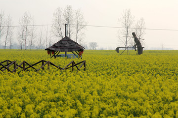 Dongting raw field rape flower scenery.