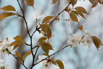 桜の花と葉