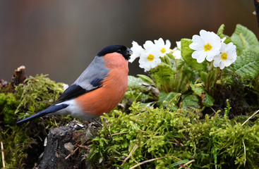 Männlicher Dompfaff