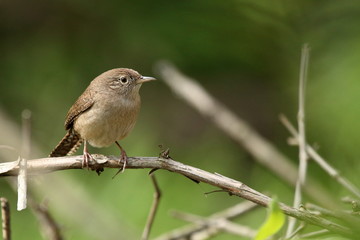 A little brown Wren perches on a brush pile in a clearing in the woods on a summer day.