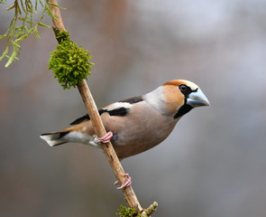 Kernbeißer Männlich 