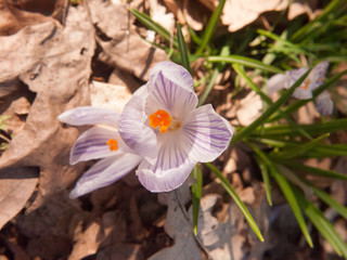 purple and orange crocus flower on floor