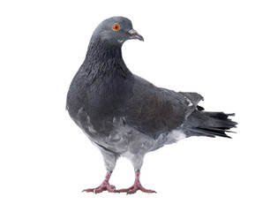  gray pigeon