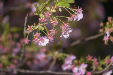 桜の花