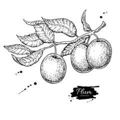 Plum branch vector drawing. Hand drawn isolated fruit. Summer fo