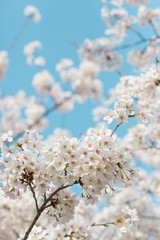 白い桜と青