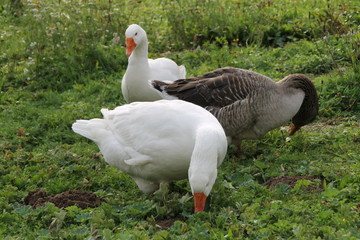 Gänse