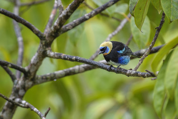 Golden-hooded Tanager - Tangara larvata, beautiful colorful perching bird with golden head from Costa Rica forest.