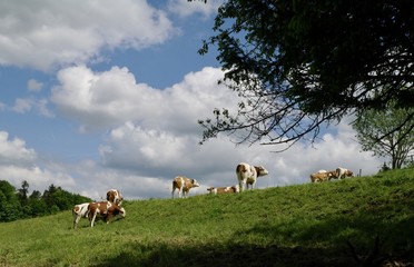 Kühe in Bayern