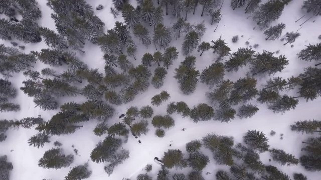 Flying above winter forest and white road, winter drone aerial view. Flying clockwise wide circles. Gimbal stabilized footage. Shot with 2.7K DLOG.
