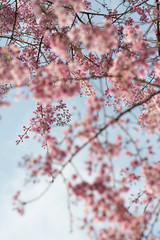 ピンクの桜