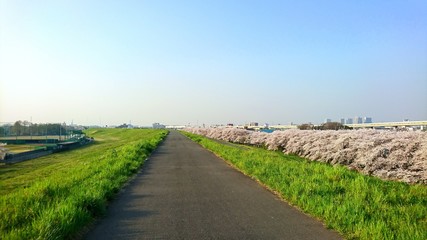 Fototapeta premium 桜並木と散歩道