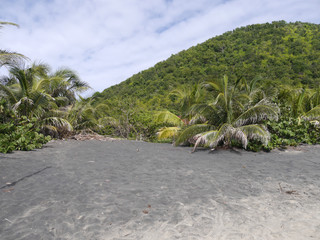 Vulkan Sand am Strand mit Phönixpalme