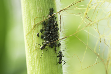 aphids and black ants on the corn plant