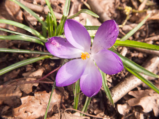 beautiful purple and orange crocus flower forest floor spring close up macro detail inside