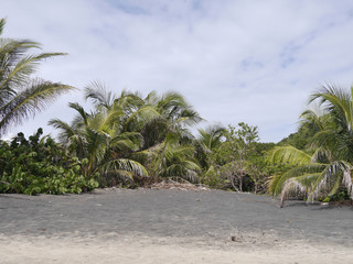 Ph&ouml;nixpalme am Strand mit Vulkansand