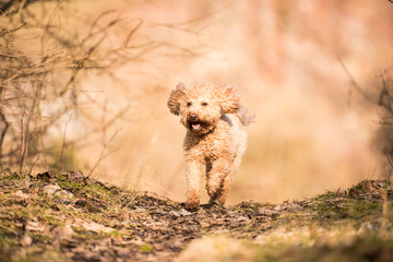 Poodle in the natur