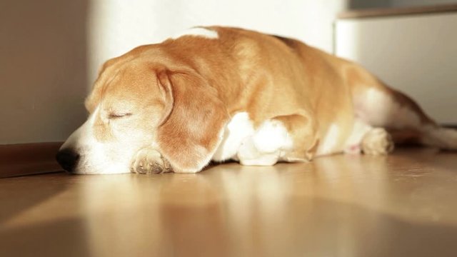 Beagle falls asleep on the floor of the house