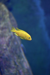 Fishes in an aquarium