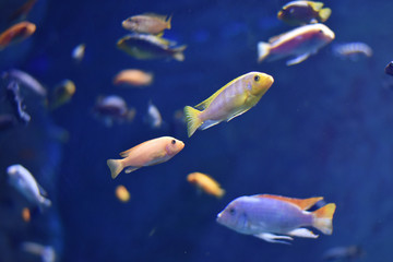 Fishes in an aquarium