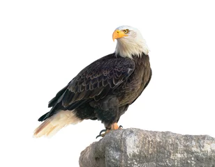Acrylic prints Eagle Bald Eagle (Haliaeetus leucocephalus). Isolated on white