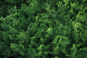Green leaves pattern in garden. Natural background. Environment concept. Picture for add text message. Backdrop for design art work.