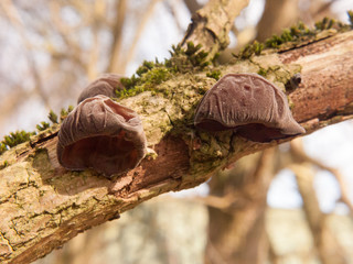 close up of growing hanging jelly jew ears tree elder - Auricularia auricula-judae (Bull.) Wettst. - Jelly Ear Fungus