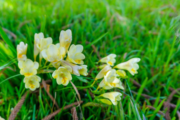 Beautiful wild yellow flowers. Close-up..Countryside scene.