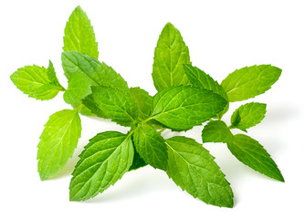 fresh peppermint leaves isolated on white