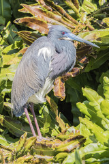 Breeding Adult Tricolored Heron (Egretta tricolor)